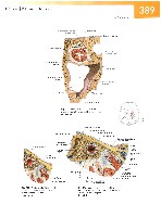 Sobotta Atlas of Human Anatomy  Head,Neck,Upper Limb Volume1 2006, page 396